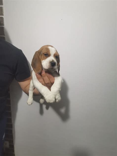 beagle olx|Iba pa.